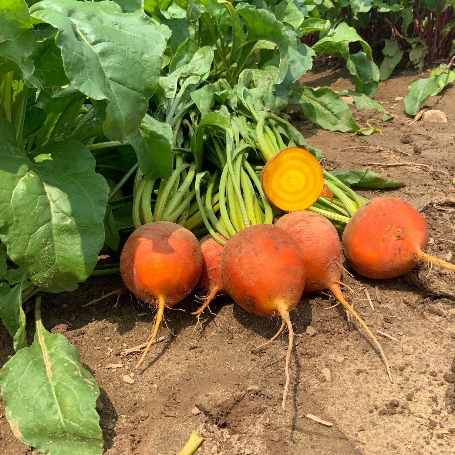 OP Yellow Beet - Golden Boy