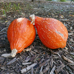 OP Hubbard Squash - Golden Hubbard