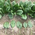 Hybrid Spinach - Goldeneye RZ