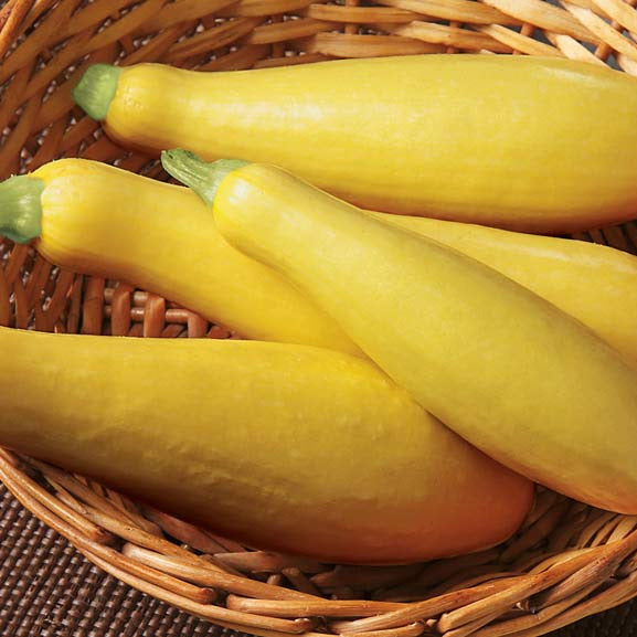 Hybrid Yellow Straightneck Squash - Goldprize