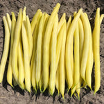 OP Yellow Bush Bean - Goldstrike