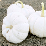 Hybrid White Pumpkin - Gooligan