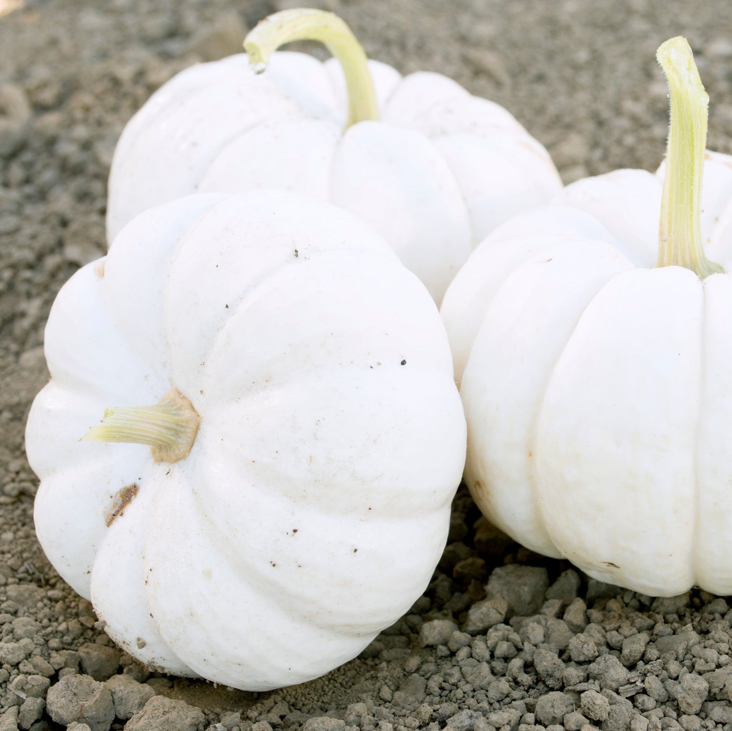 Hybrid White Pumpkin - Gooligan