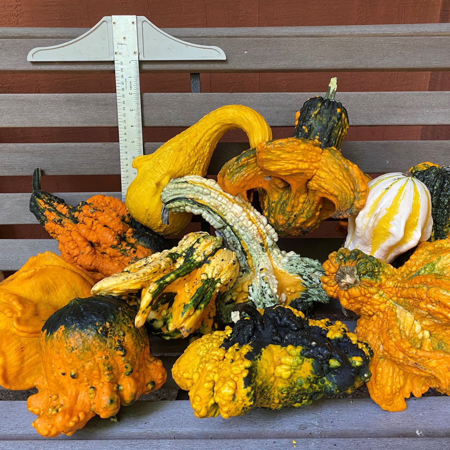 OP Large Gourd - Goonies