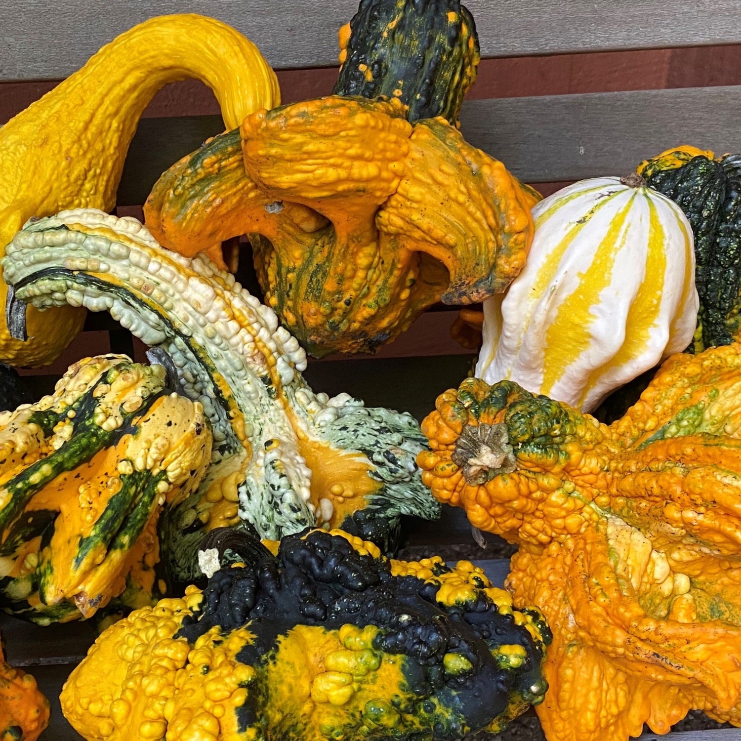 OP Large Gourd - Goonies