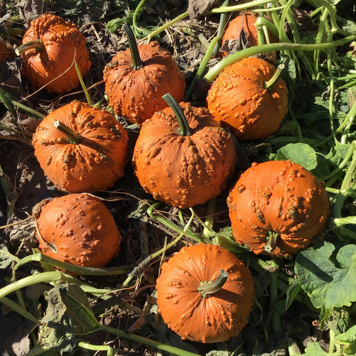 Hybrid Warted Pumpkin - Goose Bumps