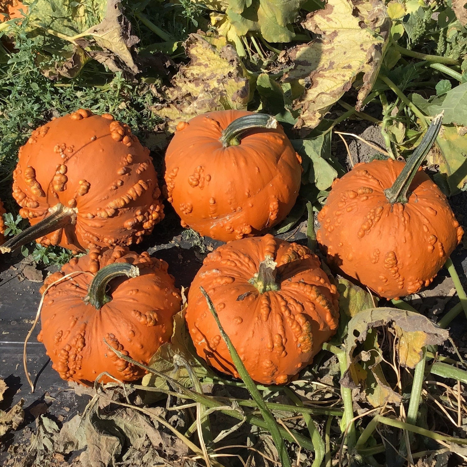 Hybrid Warted Pumpkin - Goose Bumps