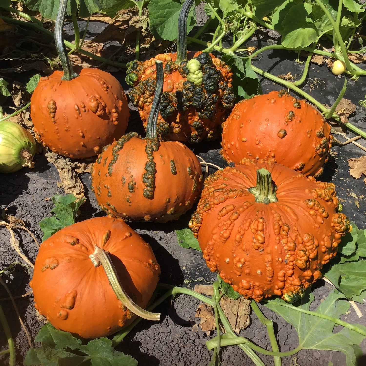 Hybrid Warted Pumpkin - Goose Bumps