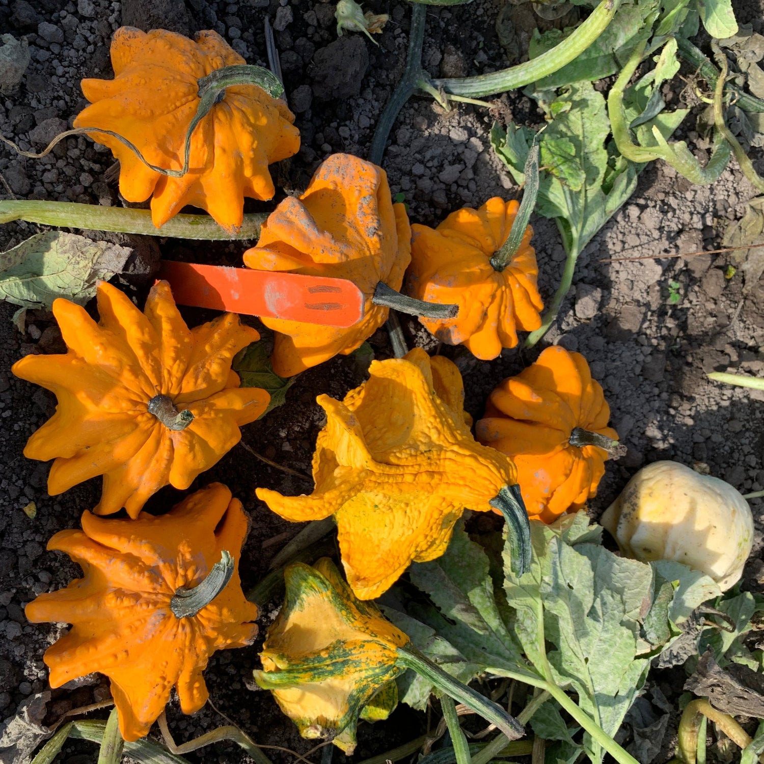 Hybrid Large Gourd - Gourdtastic