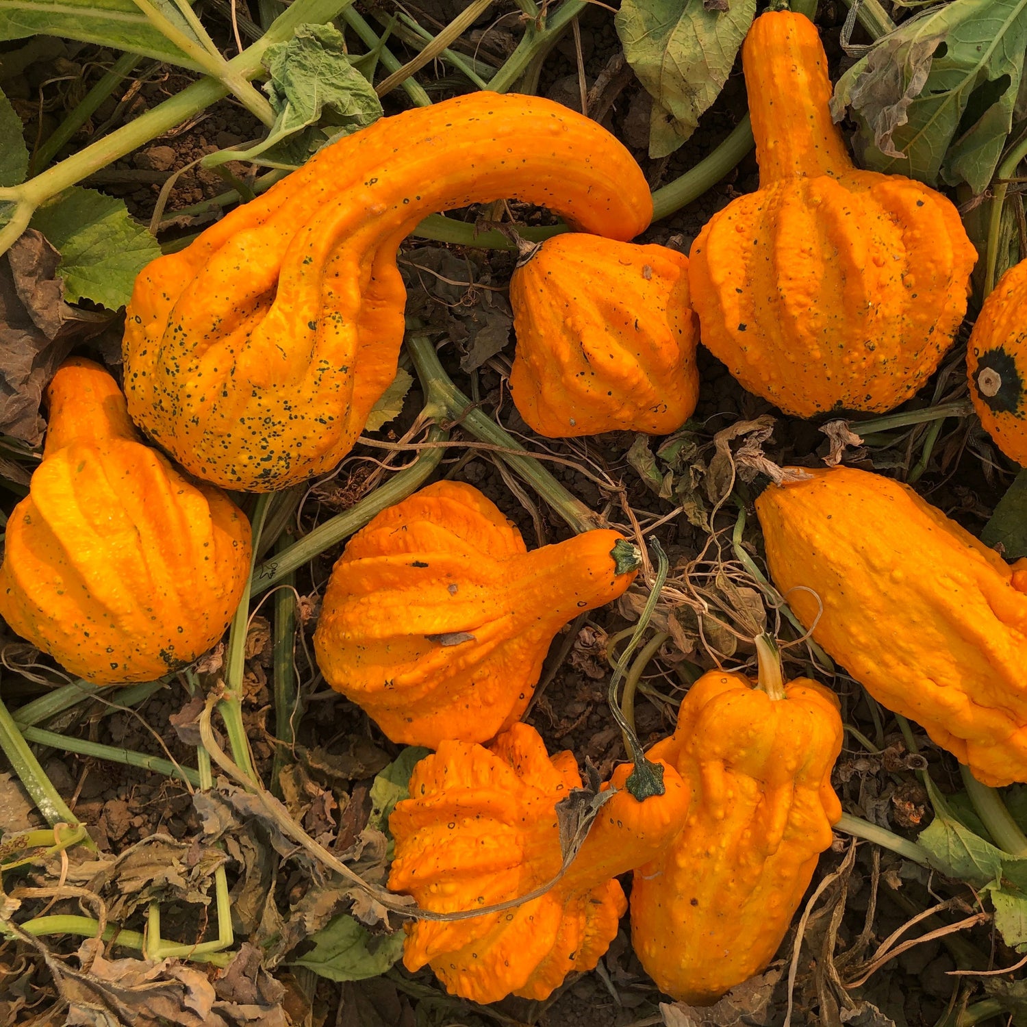 Hybrid Large Gourd - Gourdtastic