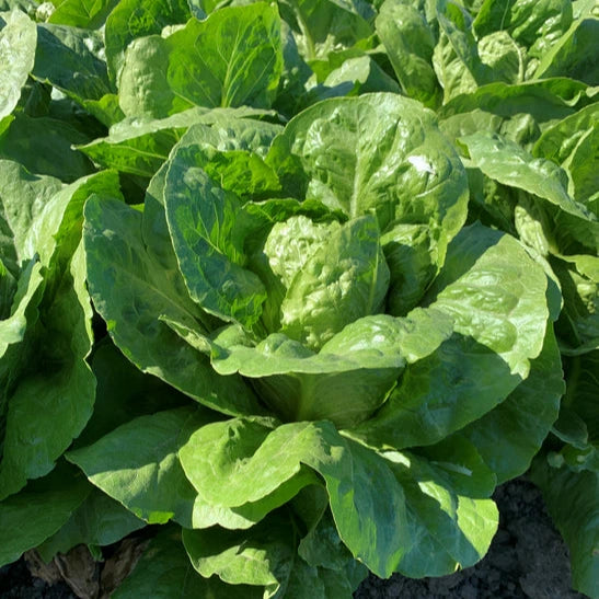 OP Green Romaine Lettuce - Grackle