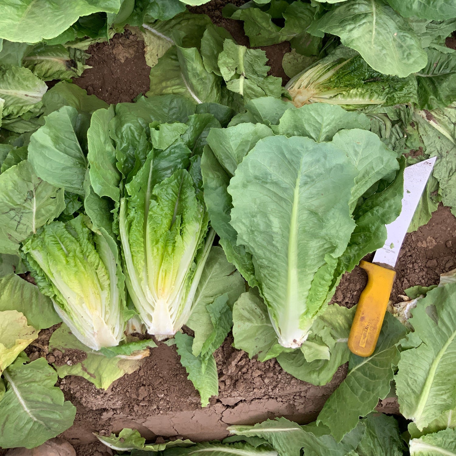 OP Green Romaine Lettuce - Grackle