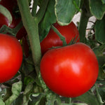 Hybrid Round Red Tomato - Grand Marshall
