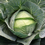 Hybrid Green Cabbage - Grand Vantage