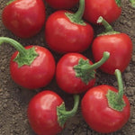 Hybrid Hot Cherry Pepper - Grandi Red Cherry Hot