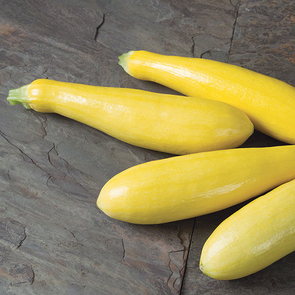 Hybrid Yellow Straightneck Squash - Grandprize