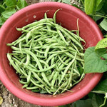 OP Romano Bush Bean - Green Crop