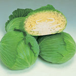 Hybrid Green Flat Cabbage - Green Lunar