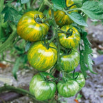 OP Heirloom Tomato - Green Zebra