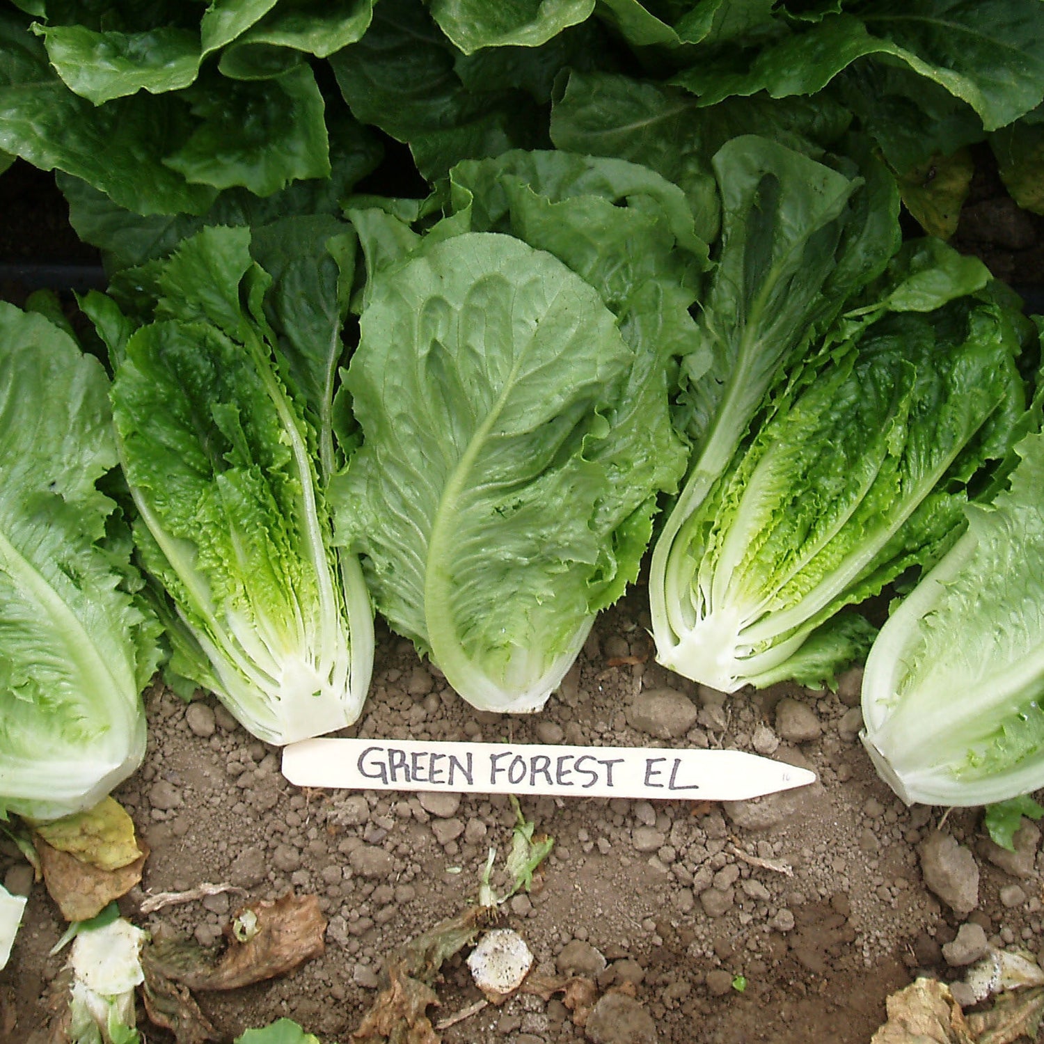 OP Green Romaine Lettuce - Green Forest