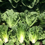 OP Green Romaine Lettuce - Green Forest