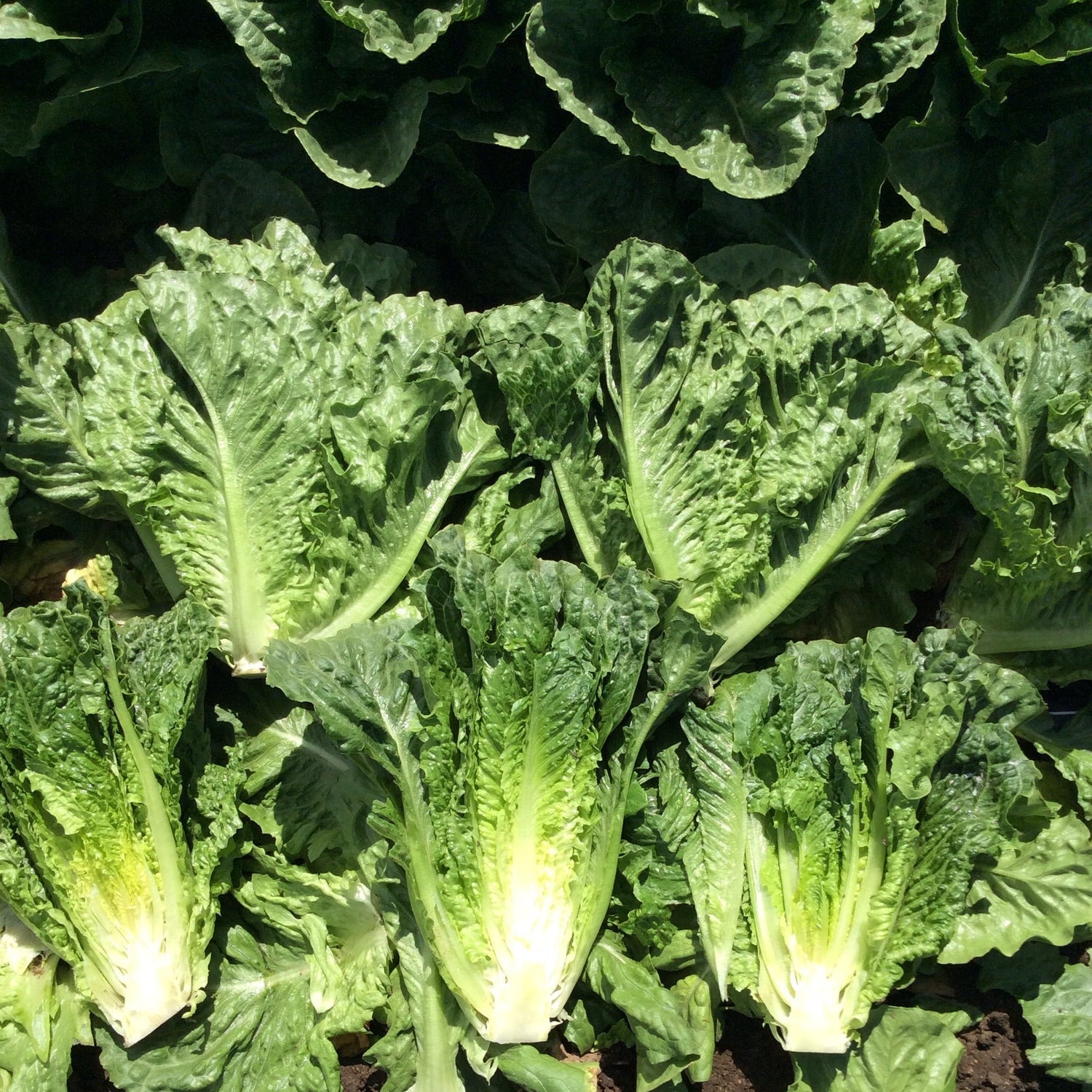OP Green Romaine Lettuce - Green Forest