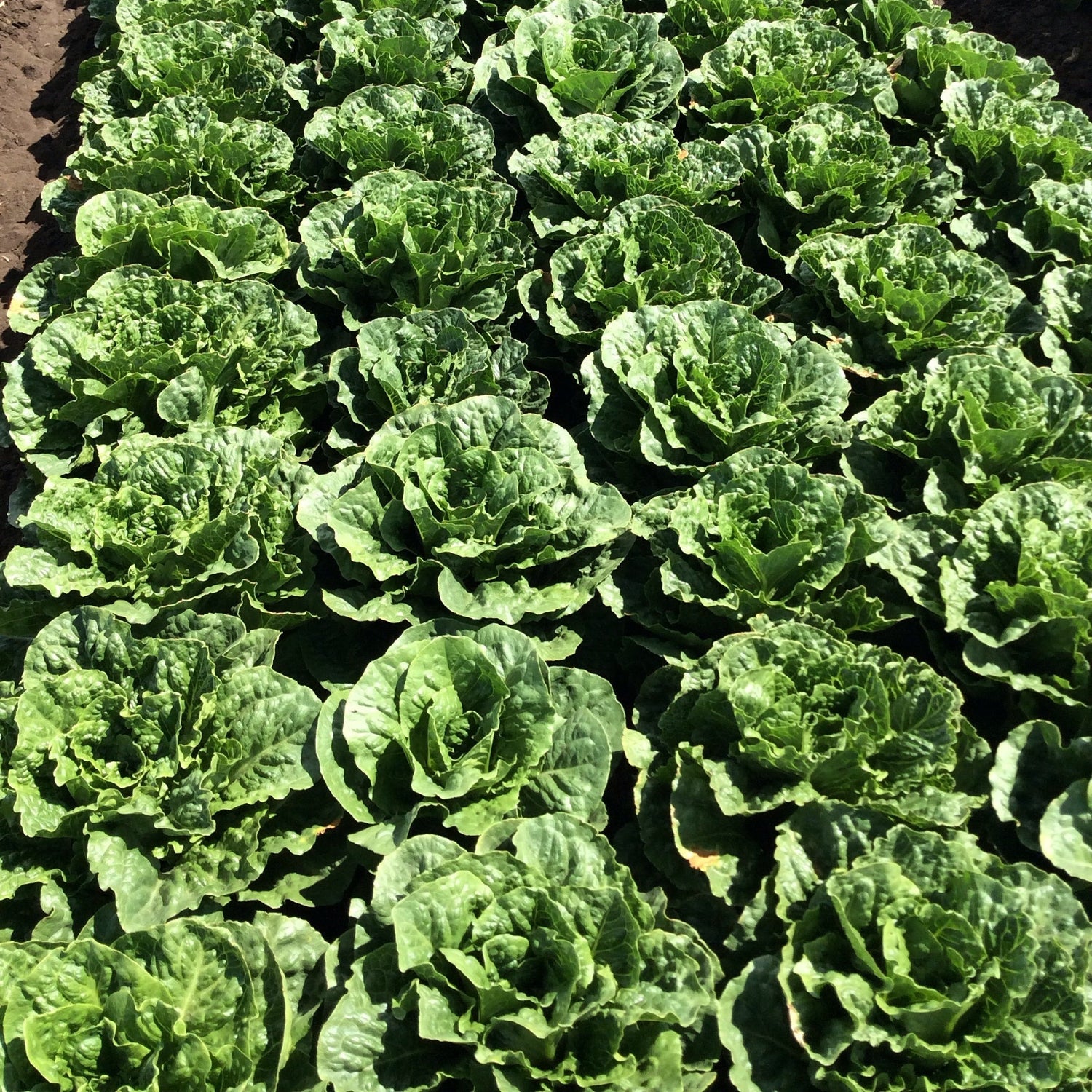 OP Green Romaine Lettuce - Green Forest