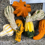 OP Large Gourd - Gremlins