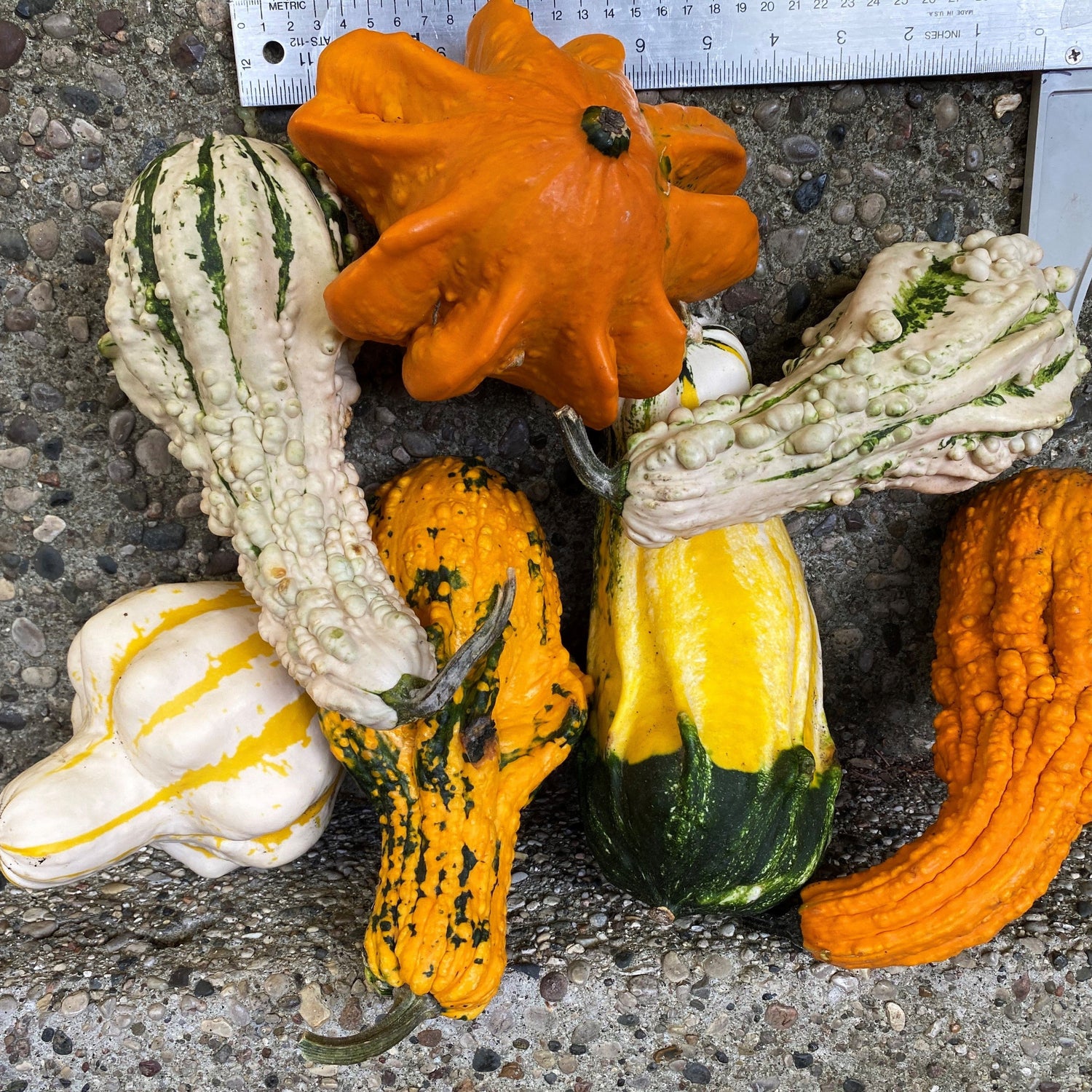 OP Large Gourd - Gremlins