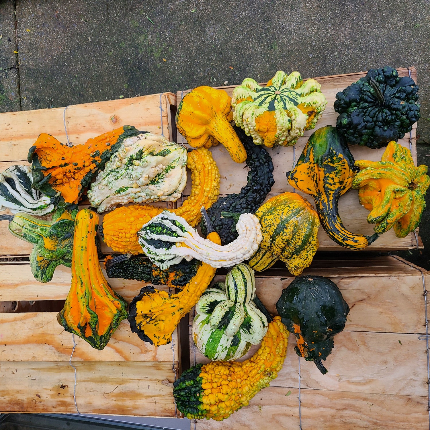 OP Large Gourd - Gremlins