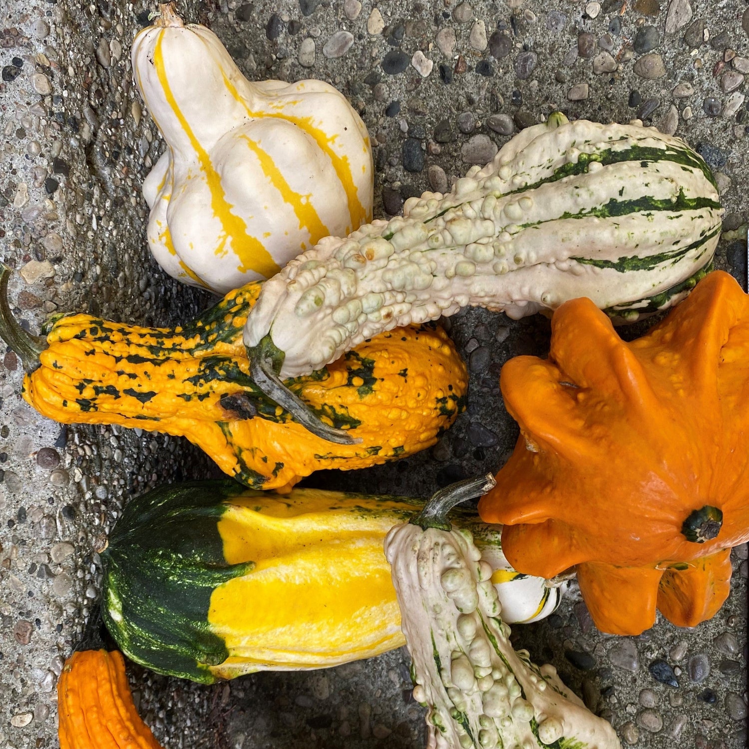 OP Large Gourd - Gremlins