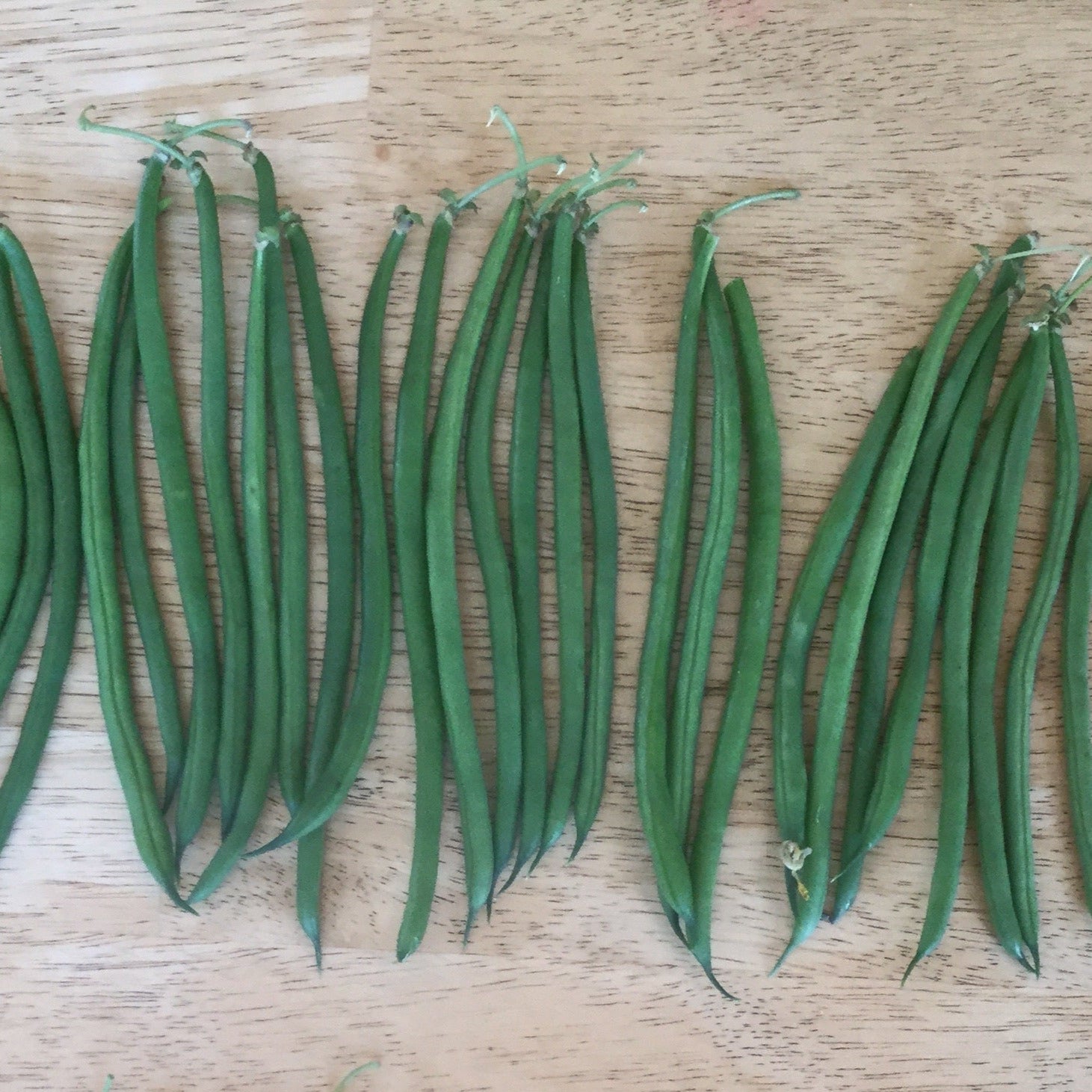 OP Green French Filet Bean - Grenada