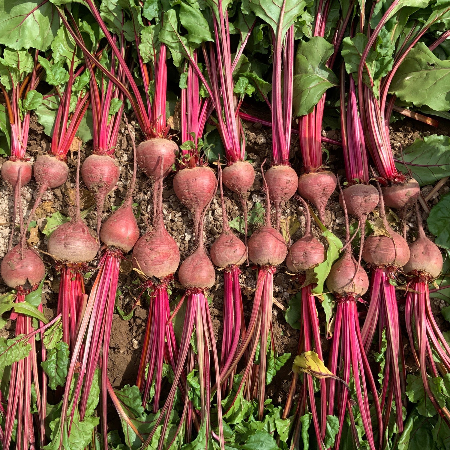 Hybrid Red Beet - Grenade