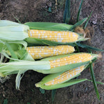 Hybrid Supersweet Bicolor Corn - Grizzly