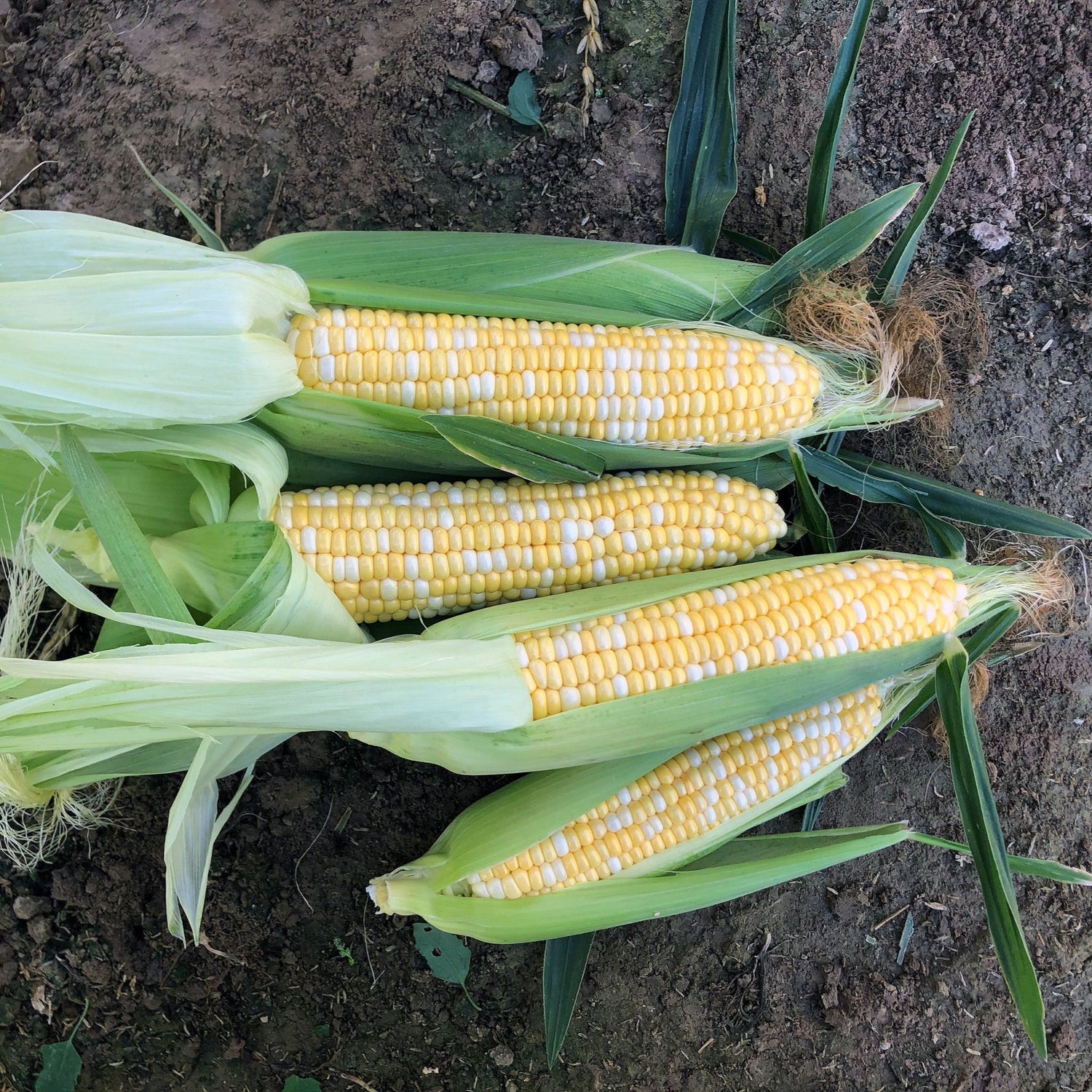 Hybrid Supersweet Bicolor Corn - Grizzly