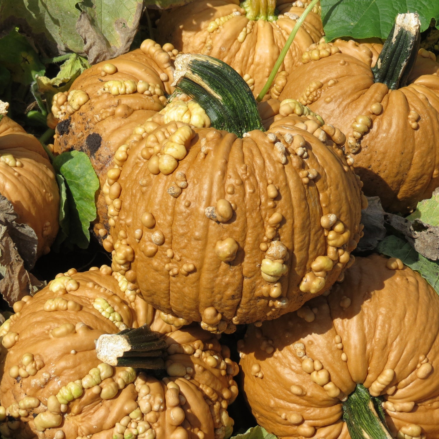 Hybrid Warted Pumpkin - Grizzly Bear