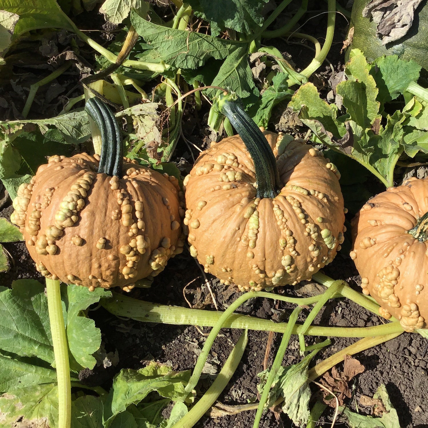 Hybrid Warted Pumpkin - Grizzly Bear