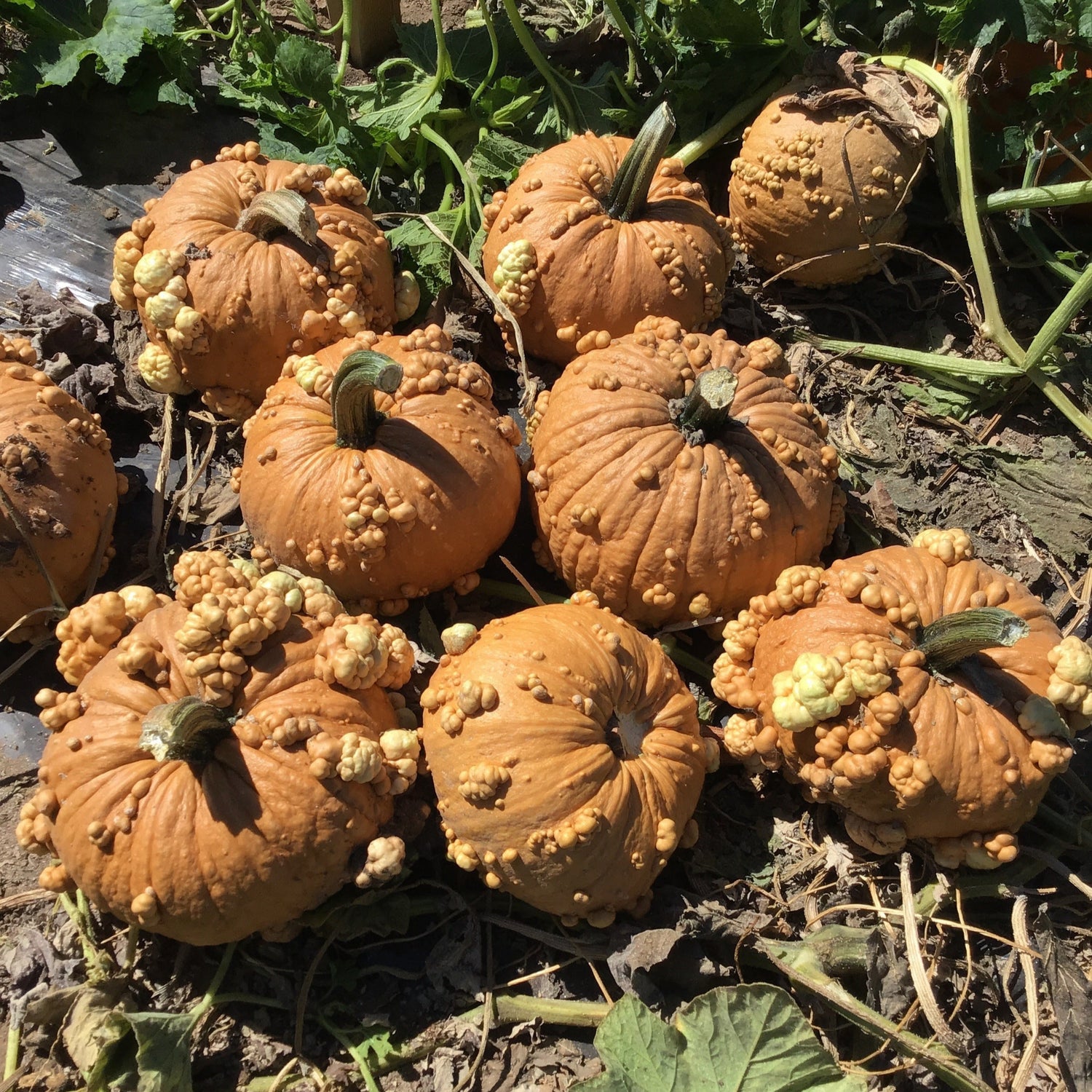 Hybrid Warted Pumpkin - Grizzly Bear