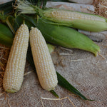Hybrid Supersweet White Corn - Guardian XR