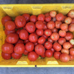 Hybrid Round Red Tomato - HM 1794