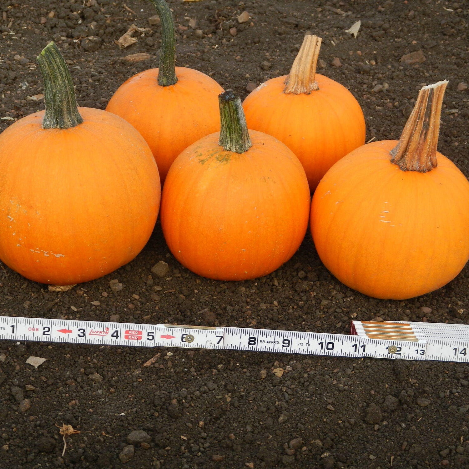 Hybrid Mini Pumpkin - Half Pint