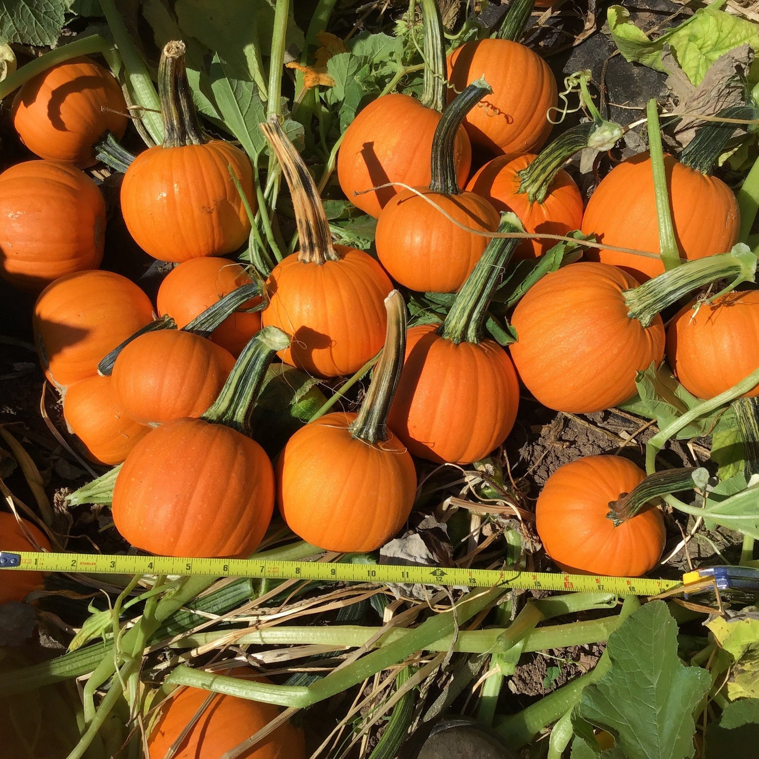 Hybrid Mini Pumpkin - Half Pint