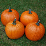 Hybrid Carving Pumpkin - Hannibal