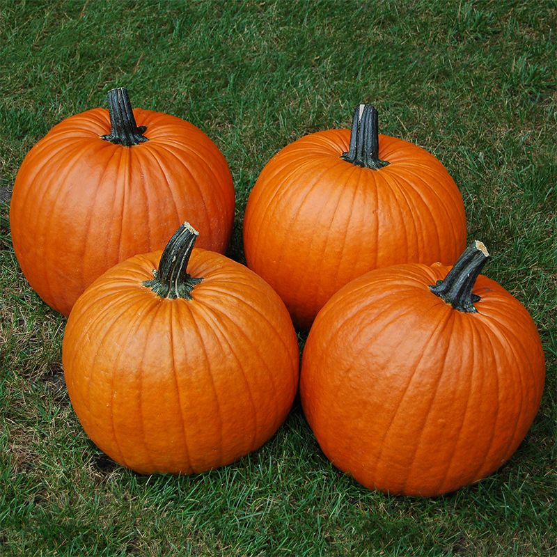 Hybrid Carving Pumpkin - Hannibal