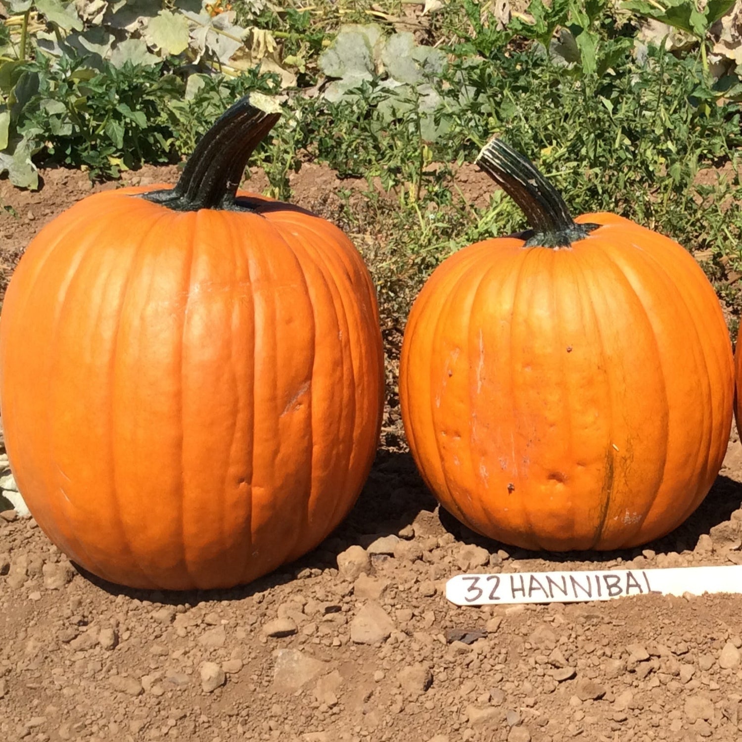 Hybrid Carving Pumpkin - Hannibal