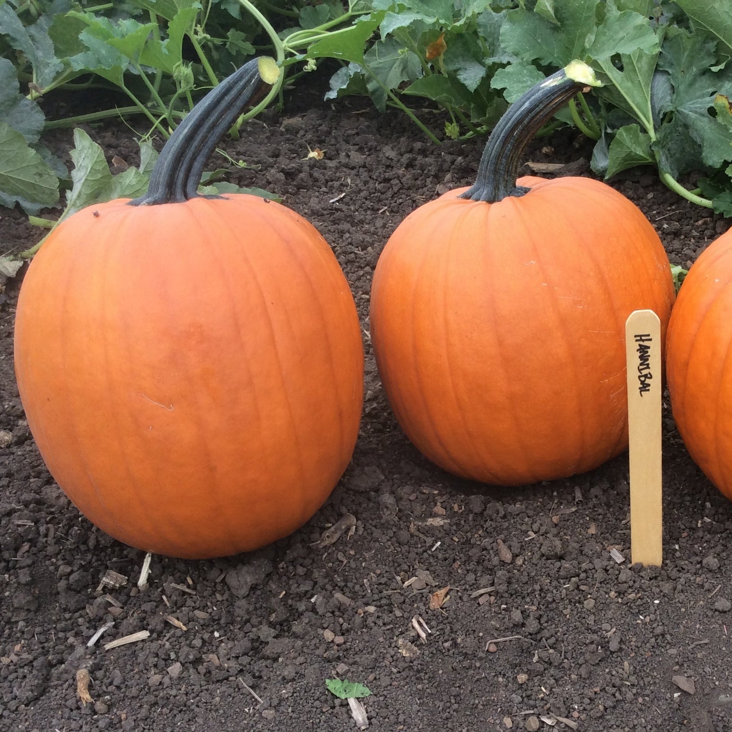 Hybrid Carving Pumpkin - Hannibal