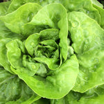 OP Green Butterhead Lettuce - Harmony