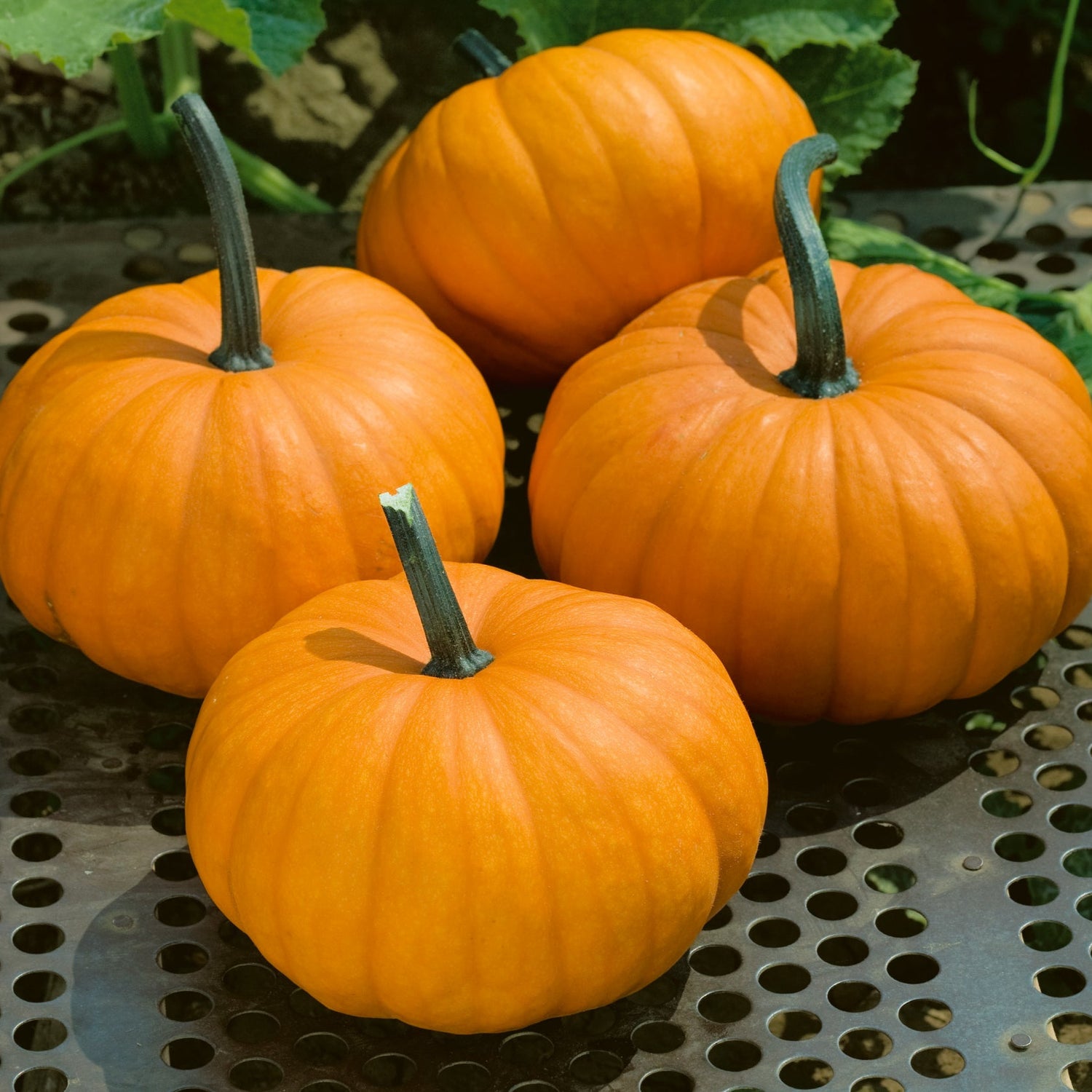 Hybrid Mini Pumpkin - Harvest Princess
