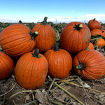 Hybrid Carving Pumpkin - Hawk