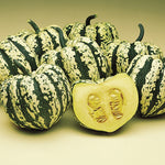 Hybrid Acorn Squash - Heart of Gold